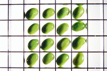Soy and Hormonal Imbalance