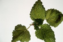 Are There Herbs That Slow Down Your Heartbeat?