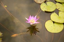 Lotus Leaf and Weight Loss