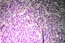 List of Good Bacteria