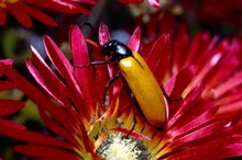 Which Insect Bites Cause Blisters?