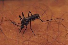 The Stages of a Mosquito Bite