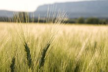 The No-amylose Diet