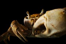 What Are the Dangers of Eating Spoiled Crab Legs?
