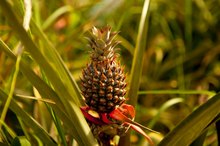 Bromelain for Weight Loss