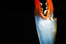 Nutrition of a Soft Shell Crab