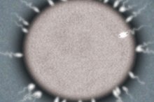 The Similarities Between a Sperm and an Ovum
