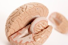 What Is Dopamine & Norepinephrine?