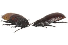 What Happens If Borax Is Ingested?