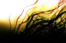 Side Effects of Chlorella Supplements