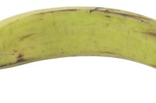 Are Plantains Better Than Rice for a Diet?