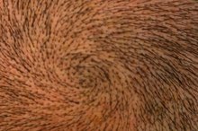 How to Grow Hair Back After Ringworm