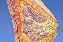 What Hormone Makes Your Breasts Grow?
