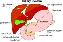 Can Liver Problems Cause Leg Pain?