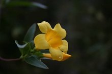 Side Effects of Eating Jasmine Flowers