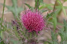 How Much Milk Thistle to Take Per Day