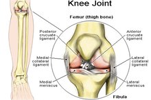 Chicken Comb for Knee Pain