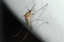 How to Remove Scars Caused by Insect Bites