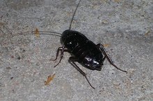 What Are Water Bugs?