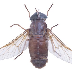 How to Treat a Horsefly Bite